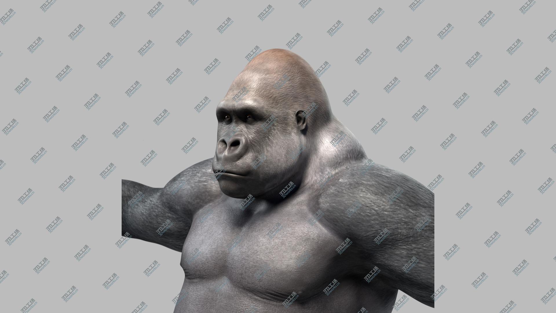 images/goods_img/202104023/silverback gorilla 3D model/2.jpg